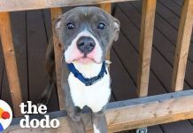 Woman Wakes Up To A Pit Bull Sleeping On Her Porch | The Dodo Woman Wakes Up To A Pit Bull Sleeping On Her Porch | The Dodo